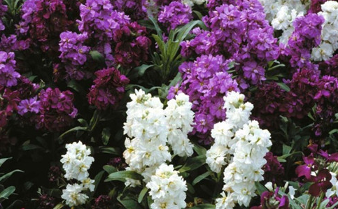 庭院种植——紫罗兰