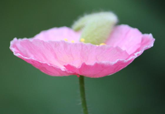 私家花园设计