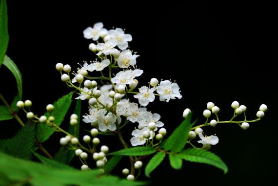 别墅花园设计