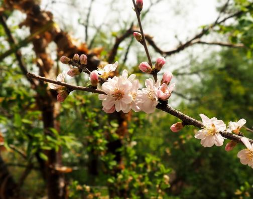 上海别墅花园设计